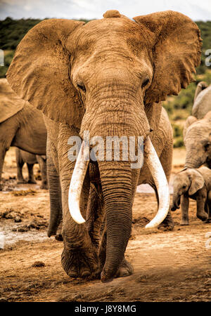 Elefanten im Addo Elephant Park - Südafrika Stockfoto