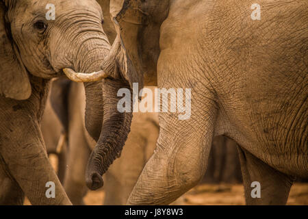 Elefanten im Addo Elephant Park - Südafrika Stockfoto