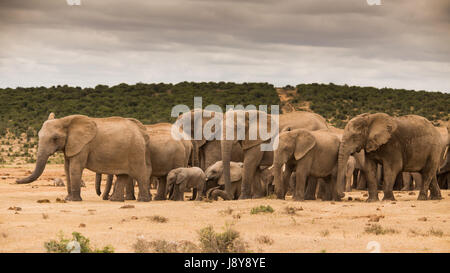 Elefanten im Addo Elephant Park - Südafrika Stockfoto