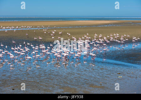 Herde von Flamingos in Walvis Bay, Namibia Stockfoto