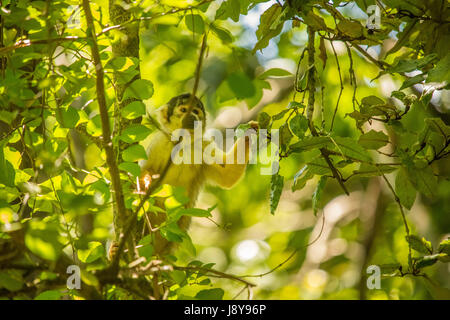 Affe im Monkeyland - Südafrika Stockfoto