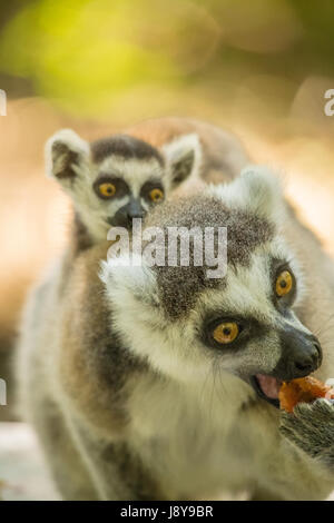 Affe im Monkeyland - Südafrika Stockfoto