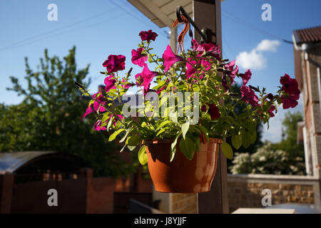 Petunien Blume im Topf hängen vom Dach des Hauses im Abendlicht Stockfoto