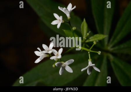 Die Sweetscented Bedstraw (galium Odoratum) Stockfoto