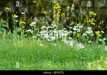Eine Gruppe von Blumen mit Wasser im Hintergrund Stockfoto