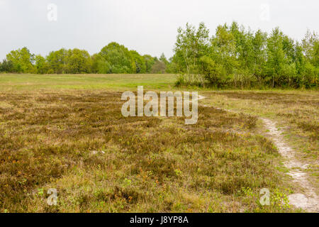 Blick auf eine Landschaft von Heidekraut moor Stockfoto