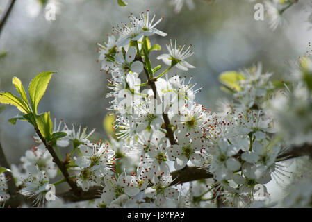 Blackthorn oder Schlehe, Prunus Spinosa, Blüte mit weißen reichlich Blüten hinterleuchtet und ätherisch an einem sonnigen Frühling früh am Tag, Berkshire, April Stockfoto