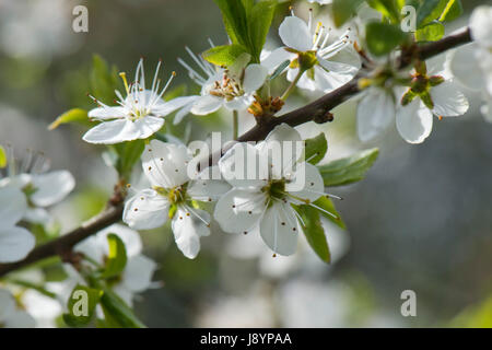 Blackthorn oder Schlehe, Prunus Spinosa, Blüte mit weißen reichlich Blüten hinterleuchtet und ätherisch an einem sonnigen Frühling früh am Tag, Berkshire, April Stockfoto