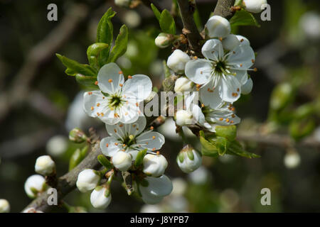 Blackthorn oder Schlehe, Prunus Spinosa, Blüte mit weißen reichlich Blüten hinterleuchtet und ätherisch an einem sonnigen Frühling früh am Tag, Berkshire, April Stockfoto
