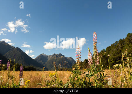 Blick über den eglinton Valley vom Milford Highway, Fiordland National Park, South Island, Neuseeland Stockfoto