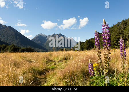 Blick über den eglinton Valley vom Milford Highway, Fiordland National Park, South Island, Neuseeland Stockfoto