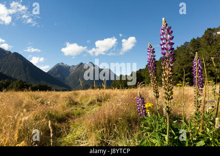Blick über den eglinton Valley vom Milford Highway, Fiordland National Park, South Island, Neuseeland Stockfoto