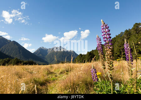 Blick über den eglinton Valley vom Milford Highway, Fiordland National Park, South Island, Neuseeland Stockfoto