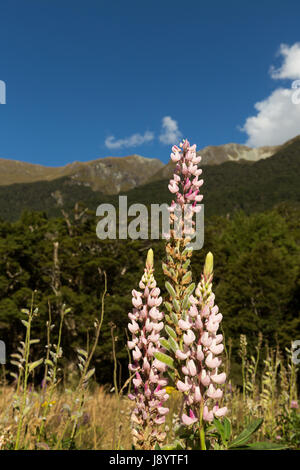 Blick über den eglinton Valley vom Milford Highway, Fiordland National Park, South Island, Neuseeland Stockfoto