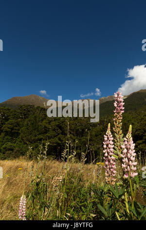 Blick über den eglinton Valley vom Milford Highway, Fiordland National Park, South Island, Neuseeland Stockfoto