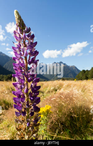 Blick über den eglinton Valley vom Milford Highway, Fiordland National Park, South Island, Neuseeland Stockfoto