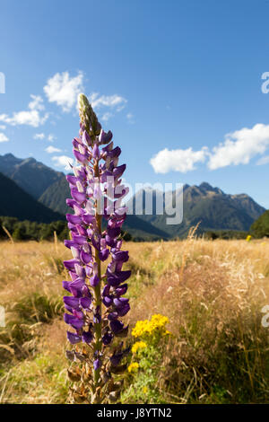 Blick über den eglinton Valley vom Milford Highway, Fiordland National Park, South Island, Neuseeland Stockfoto