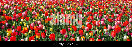 Panorama der bunte Tulpen, Keukenhof Garten, Niederlande. Schöne Landschaft mit bunten Blumen. Frühling im freien Landschaft. Blumenbeet Stockfoto