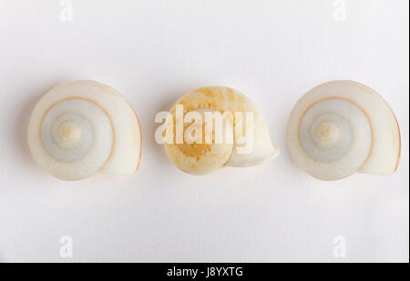 drei Schnecken Muscheln Stockfoto