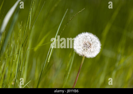 Gemeinsame Löwenzahn (Taraxacum officinale) Model Release: Nein Property Release: Nein. Stockfoto