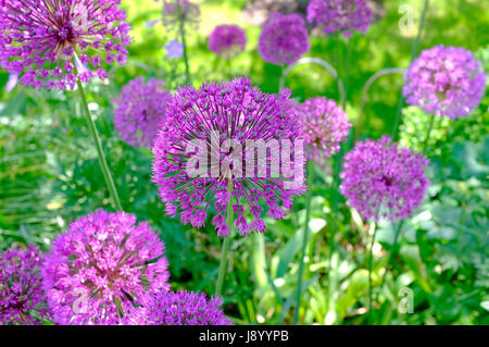 Purple Sensation, Allium Blumen im englischen Cottage-Garten, Norfolk, england Stockfoto