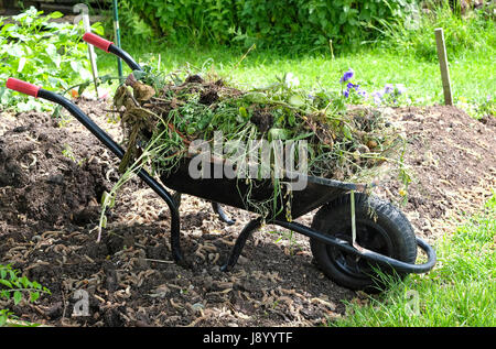 Schubkarre voller Unkraut auf eine Zuteilung Garten, Norfolk, england Stockfoto