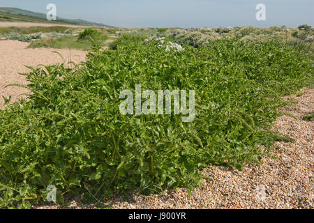 Wildrüben, Beta Vulgaris, Pflanze in Blüte kommen auf Chesil Beach. Eine beliebte Ergänzung zu Fischgerichten und als Gemüse Küche. Dorset, Mai Stockfoto