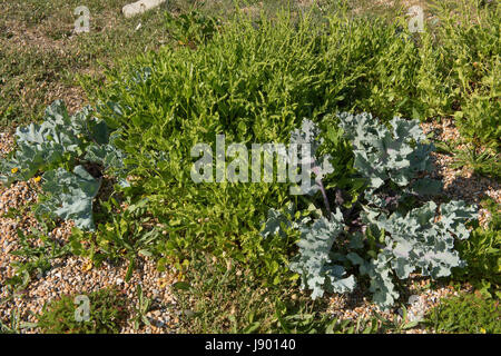 Wildrüben, Beta Vulgaris wächst mit Meerkohl Crambe Maritima, auf Schindel Chesil Beach. Dorset, können beide wilden Vorfahren Oif pflanzlicher Nahrungspflanze Stockfoto