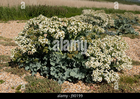 Meerkohl Crambe Maritima in Blüte auf Chesil Beach. Ein Vorfahre von Gemüse Kohl und auch als Gemüse selbst verwendet Stockfoto