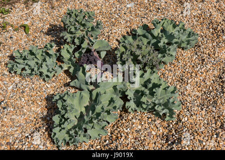 Meerkohl Crambe Maritima, Pflanze und essbare Blätter auf Chesil Beach. Ein Vorfahre von Gemüse Kohl und auch als Gemüse selbst verwendet Stockfoto