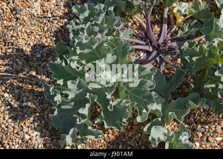 Meerkohl Crambe Maritima, Pflanze und essbare Blätter auf Chesil Beach. Ein Vorfahre von Gemüse Kohl und auch als Gemüse selbst verwendet Stockfoto