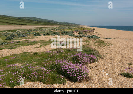 Sparsamkeit oder Meer Sparsamkeit, Armeria Maritima, mit Blick aufs Meer Kale und andere maritime Flora blühend am Kiesstrand am Chesil Beach in Dorset, Mai Stockfoto