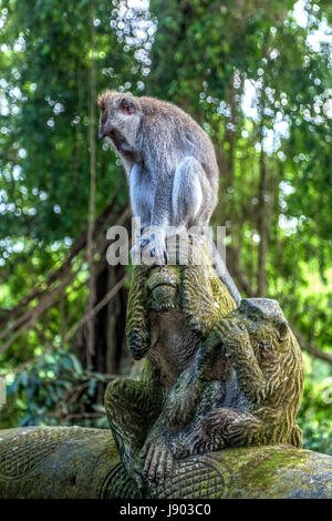 Monkey Forest, Ubud, Bali, Indonesien, Asien Stockfoto