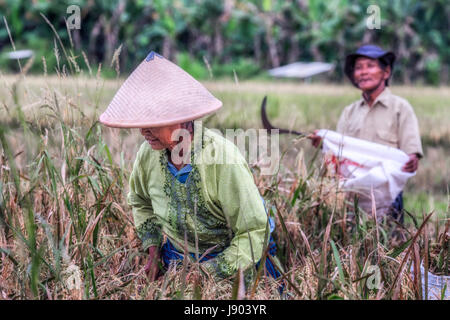 Ernten von Reis auf die Reisfelder in der Nähe von Yogyakarta, Java, Indonesien, Asien Stockfoto