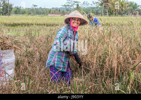 Ernten von Reis auf die Reisfelder in der Nähe von Yogyakarta, Java, Indonesien, Asien Stockfoto