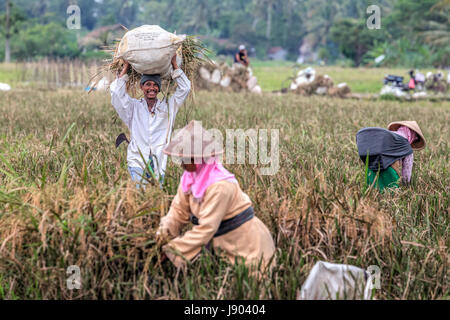 Ernten von Reis auf die Reisfelder in der Nähe von Yogyakarta, Java, Indonesien, Asien Stockfoto