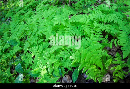 Junge westliche Oakfern (Gymnocarpium Dryopteris) Wedel Stockfoto