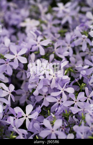 Phlox Divaricata "Wolken von Parfüm" Blumen im Frühjahr. Stockfoto