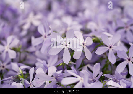 Phlox Divaricata "Wolken von Parfüm" Blumen im Frühjahr. Stockfoto