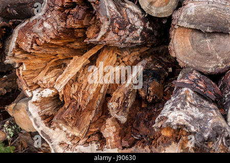 Hölzerne natürliche Textur. Close-up Ende des gefällten faulen Baum morsch. Stockfoto