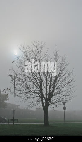 Baum im Nebel Stockfoto