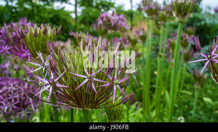 Clumber Park, Worksop (National Trust) Gartencenter, AurorA-Fotografie Stockfoto