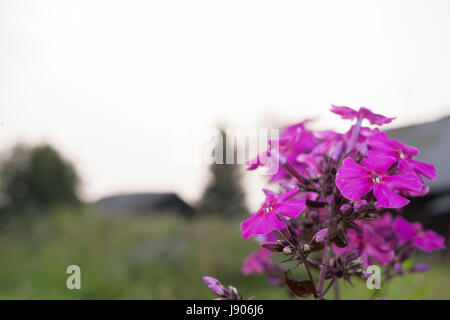 Close-up rosa Blume Phlox auf unscharfen Hintergrund des Dorfes. Konzentrieren Sie sich auf die Blume im Vordergrund. Stockfoto