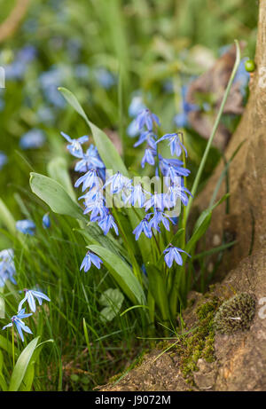 Scilla siberica wächst um einen Baumstamm in einem englischen Garten, England, Großbritannien Stockfoto