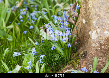 Scilla siberica wächst um einen Baumstamm in einem englischen Garten, England, Großbritannien Stockfoto