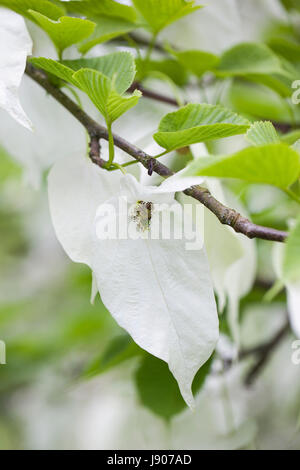 Nahaufnahme von Davidia Involucrate/Taschentuch/Taubenbaum, weiße Blumenstränge, England, Großbritannien Stockfoto