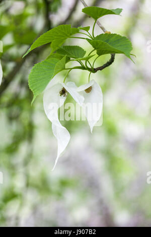 Nahaufnahme von Davidia Involucrate/Taschentuch/Taubenbaum, weiße Blumenstränge, England, Großbritannien Stockfoto