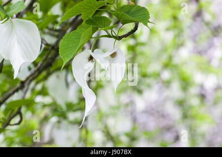 Nahaufnahme von Davidia Involucrate/Taschentuch/Taubenbaum, weiße Blumenstränge, England, Großbritannien Stockfoto