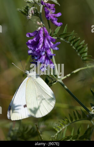 Kohl weißen Schmetterling auf Nahrungssuche getuftet Wicke Blumen. Isoliert auf einem unscharfen Hintergrund. Stockfoto