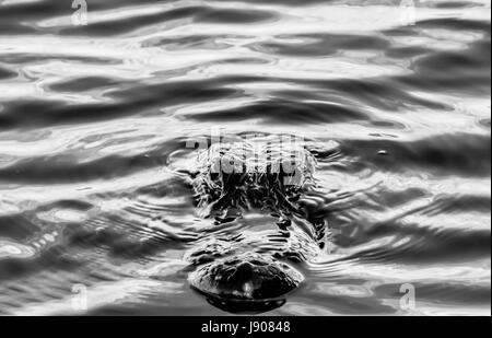 Amerikanischer Alligator in den Everglades National Park Stockfoto